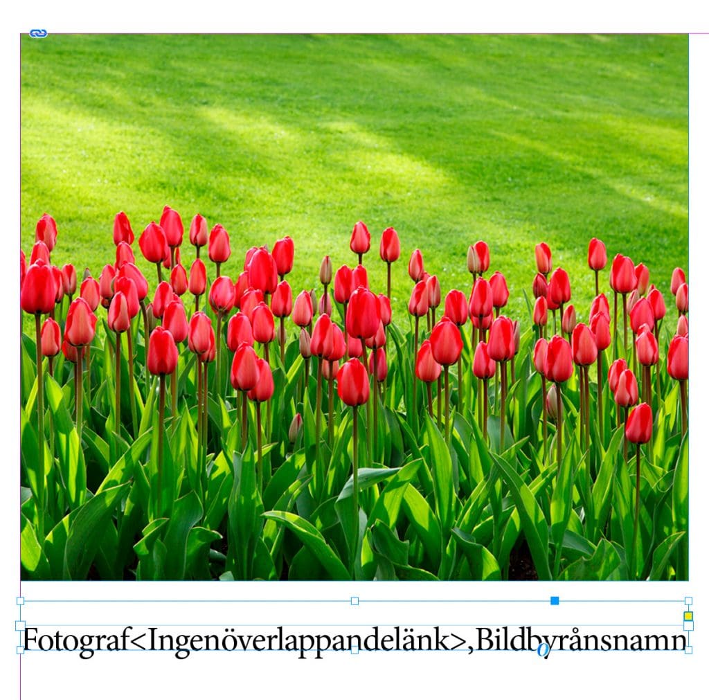automatiska bildtexter, Automatiska bildtexter i InDesign