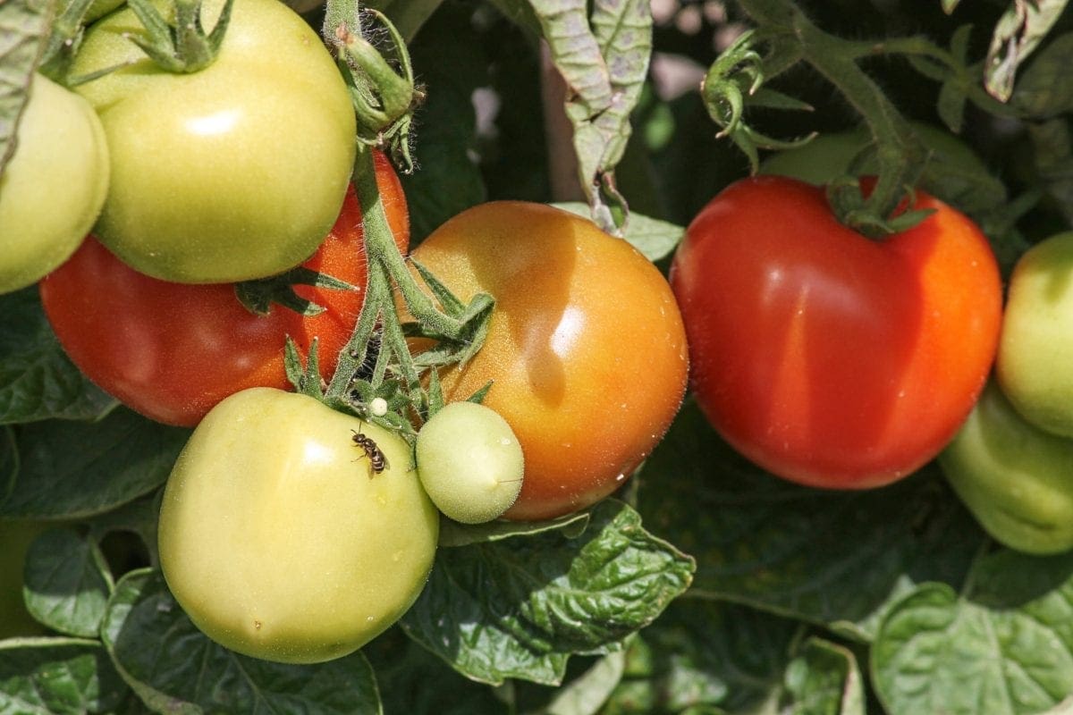 Halvmogna tomater på tomatplanta med gröna blad