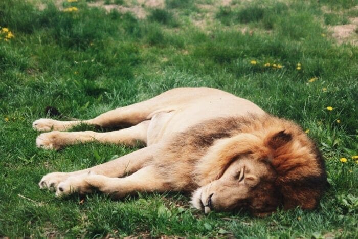 lejon som ligger och vilar i grönt gräs