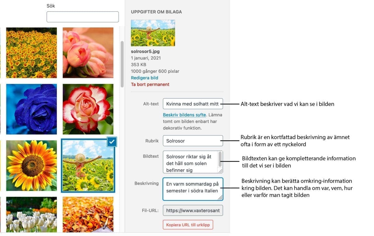 Metadata i WordPress mediabibliotek, där man kan lägga till alt-texter, rubrik, bildtext och beskrivning.