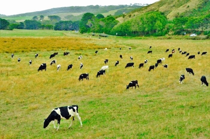 Ett tjugotal svartvita kor som äter gräs i ett grönt landskap med trädbeklädda kullar i bakgrunden.